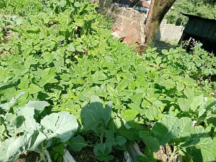 Environmental Conservation in Kenya